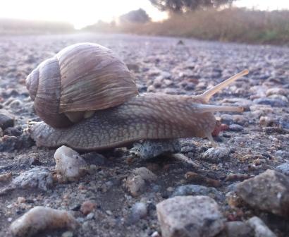 Schnecke